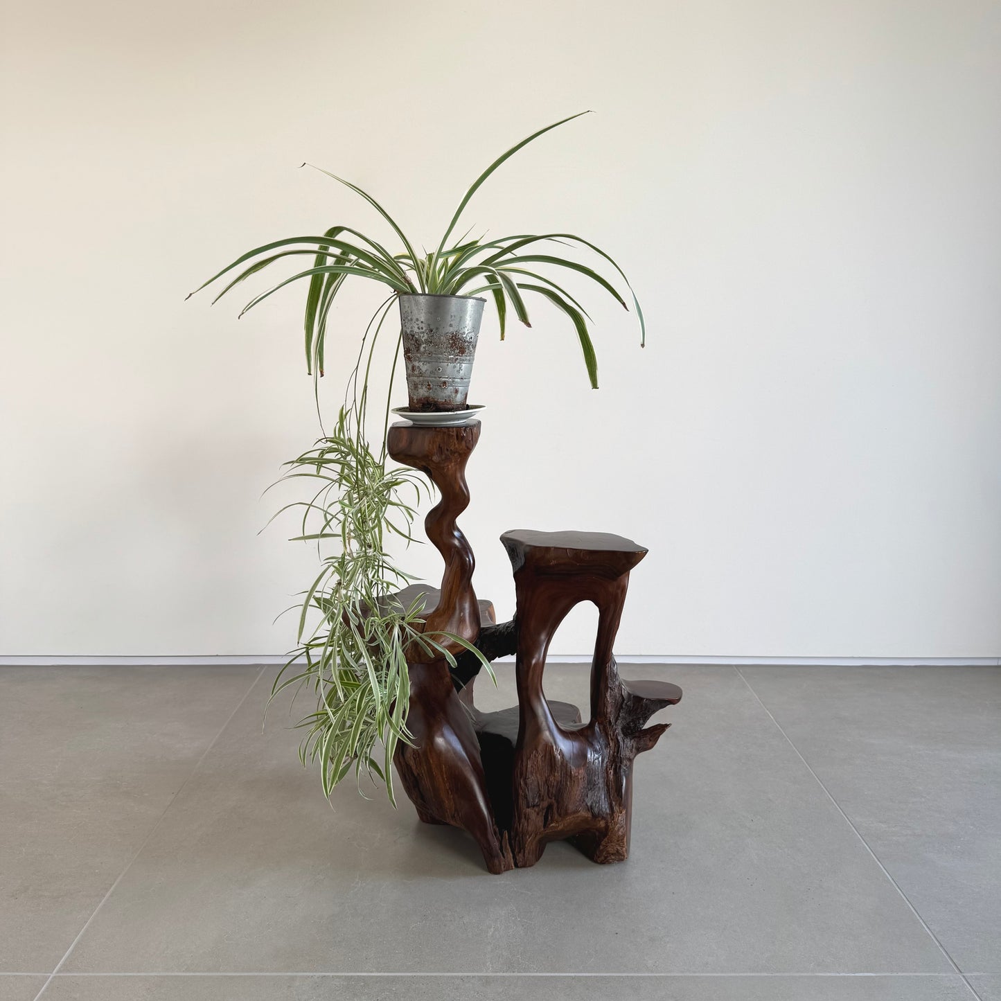 Japanese burl wood plant stand