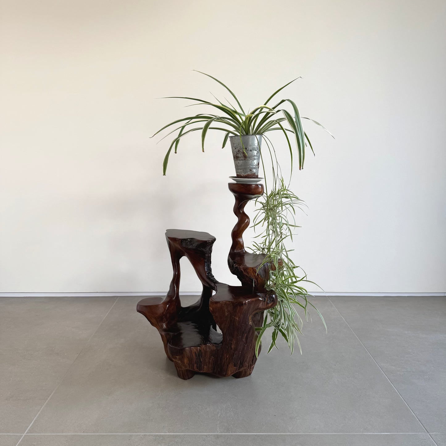 Japanese burl wood plant stand