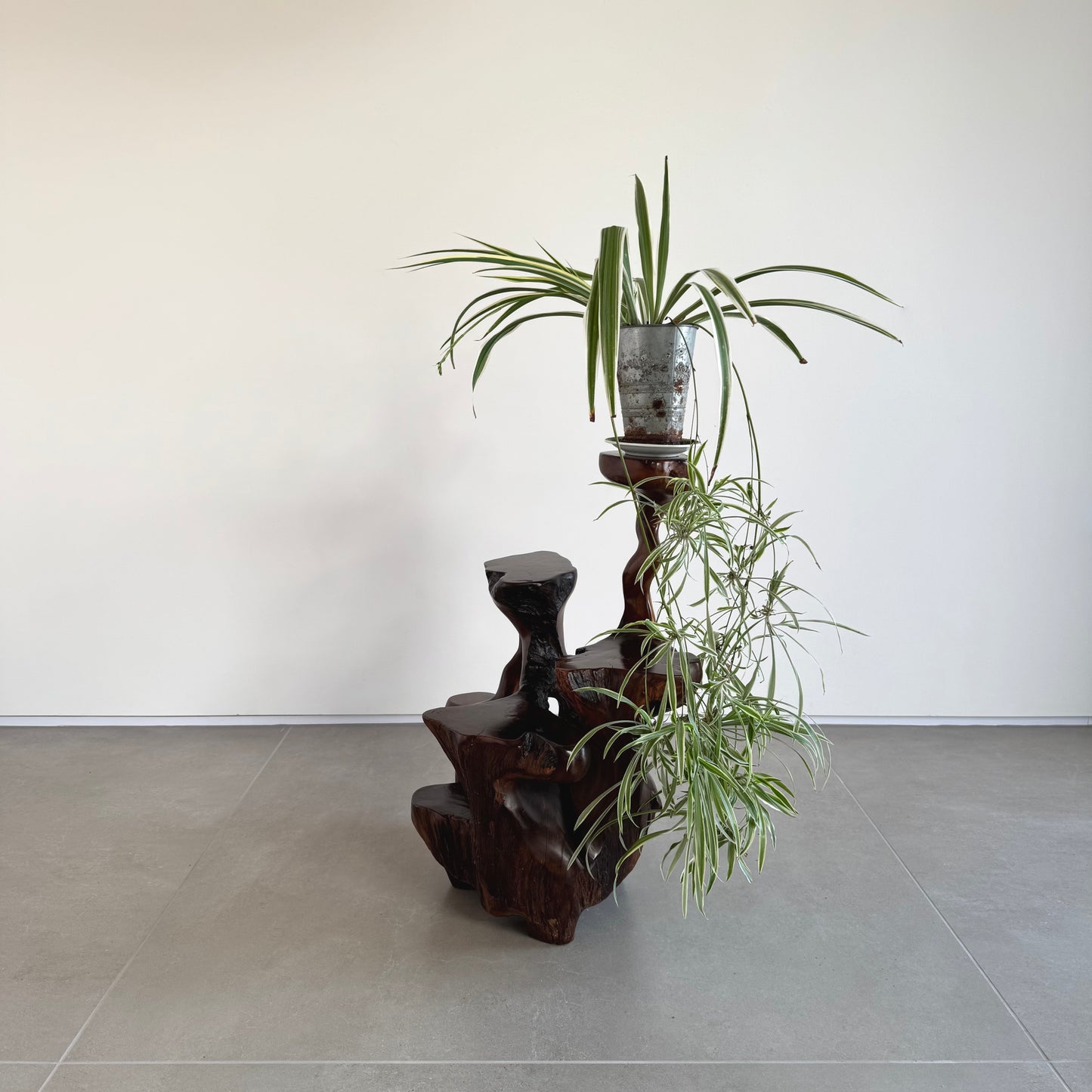 Japanese burl wood plant stand